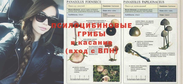 ГАЛЛЮЦИНОГЕННЫЕ ГРИБЫ Алзамай